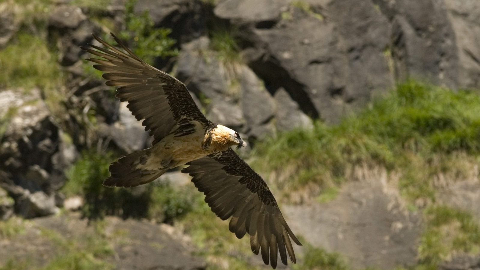 O comme Oiseaux