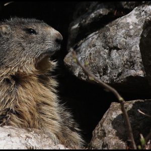 Debout les marmottes !
