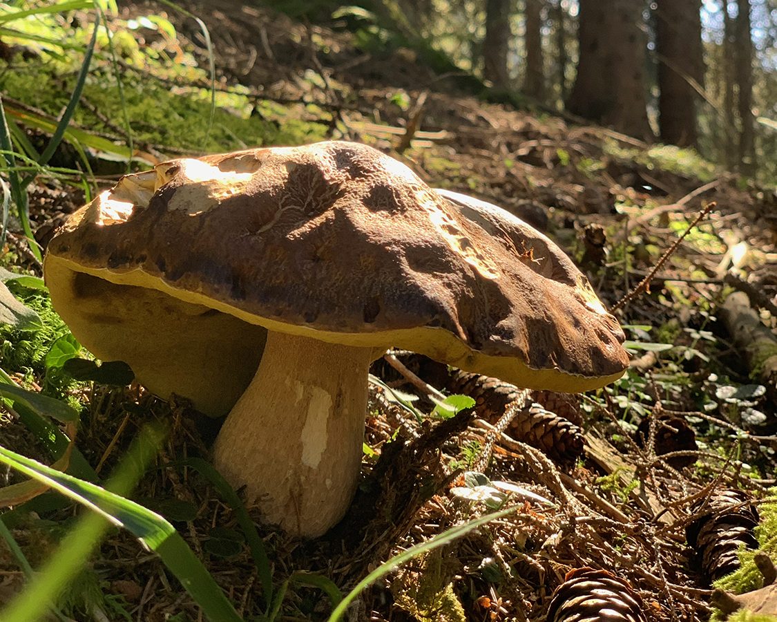 La chasse aux champignons !