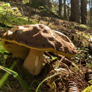 La chasse aux champignons !