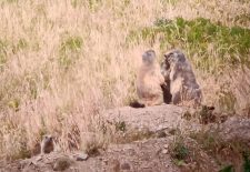 Journée pique-nique avec les marmottes