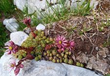 Randonnée accompagnée : Découverte des plantes culinaires