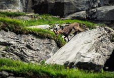Randonnée accompagnée – Observation de la grande faune
