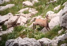 Randonnée accompagnée – Observation de la grande faune