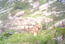 Randonnée accompagnée – Observation de la grande faune