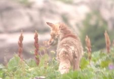 Randonnée accompagnée – Observation de la grande faune