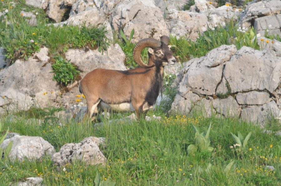 Sunset et chamois
