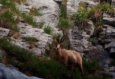 Randonnée accompagnée : Sunset et chamois