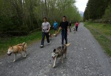 Sortie encadrée à la découverte de la Cani-randonnée