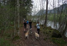 Sortie encadrée à la découverte de la Cani-randonnée