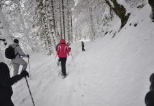 Randonnée accompagnée en raquettes : Le milieu forestier
