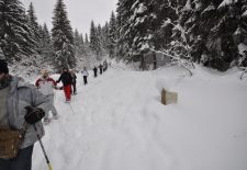 Randonnée accompagnée en raquettes : Le milieu forestier