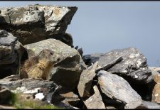 Randonnée « Balade aux marmottes »