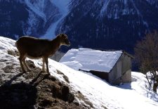 Parc animalier de Merlet