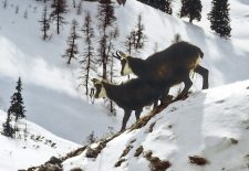 Sortie découverte – Affût chamois, mouflons