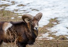 Sortie découverte – Affût chamois, mouflons