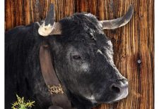 Visite à la ferme, Vaches Hérens – Croës Canailles