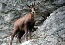 Randonnée « Affut chamois »