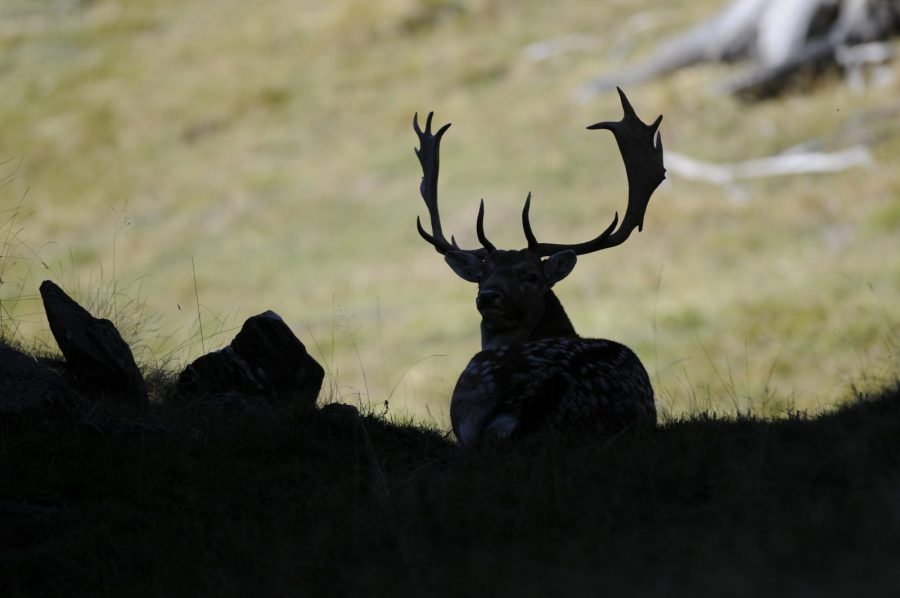 Parc animalier de Merlet