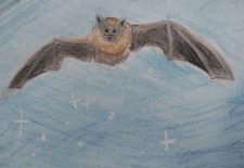 Découverte de la Faune nocturne