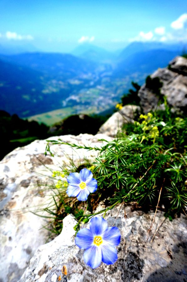 Fleurs de Lin à la Dent de Verreu