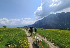 Balades avec les chiens de traineau