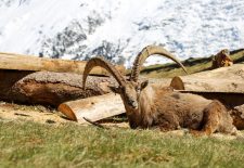 Parc animalier de Merlet