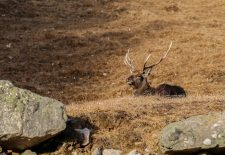 Parc animalier de Merlet