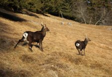 Parc animalier de Merlet