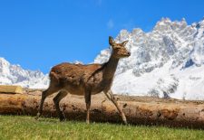 Parc animalier de Merlet