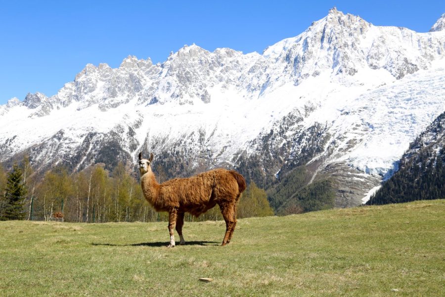parc animalier merlet – lama