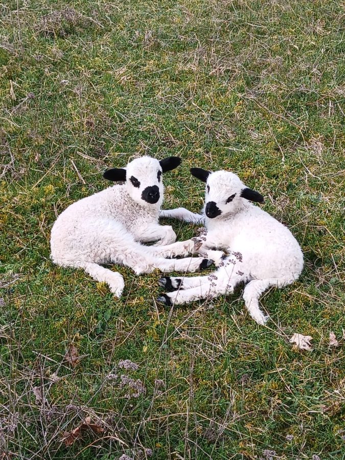 Immersion nature au cœur du troupeau_Mieussy