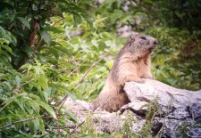 Randonnée accompagnée : Journée pique-nique avec les marmottes et les chamois