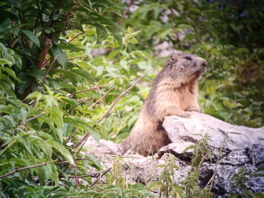 Journée pique-nique avec les marmottes et les chamois_Taninges