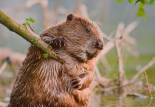 Les dents de la rivière