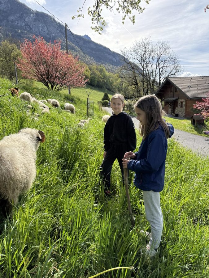 Immersion au coeur d’un troupeau de moutons