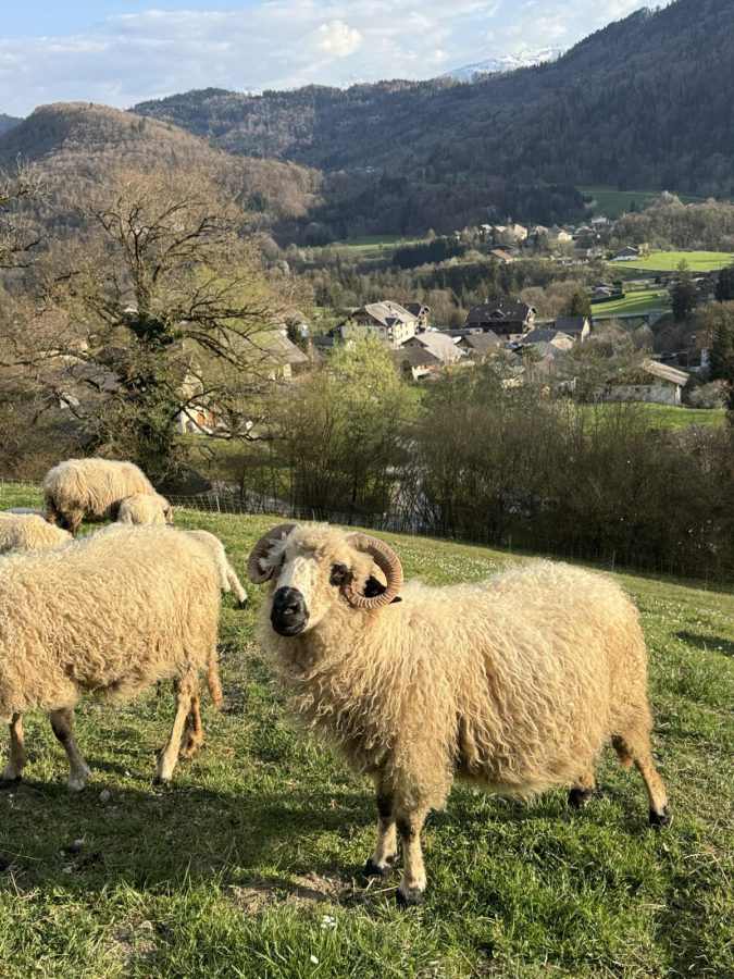Immersion au coeur du troupeau