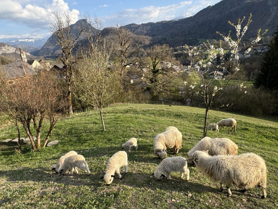 Immersion au coeur du troupeau