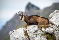 Sortie nature : observation chamois, tourbière et goûter en alpage