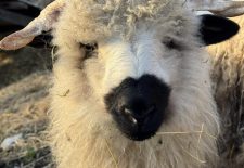 Immersion au cœur du troupeau