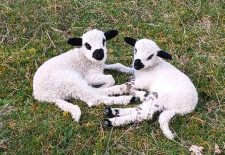 Immersion au cœur du troupeau