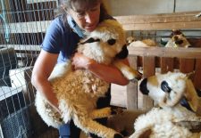 Immersion au cœur du troupeau