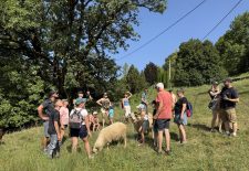 Immersion au cœur du troupeau