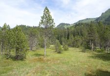Sortie nature : observation chamois, tourbière et goûter en alpage