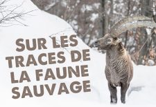 Sur les traces de la faune sauvage