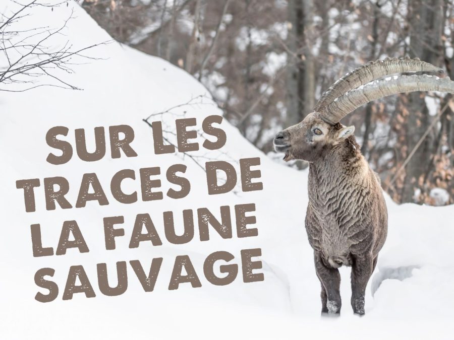 Sur les traces de la faune sauvage_Morillon