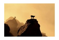 Exposition photo Animalpes