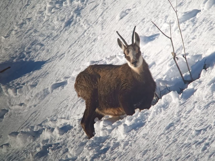Raquettes et pique-nique avec les chamois_Taninges