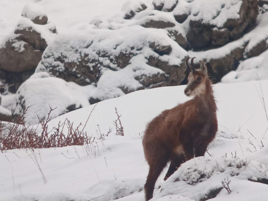 Raquettes et pique-nique avec les chamois_Taninges