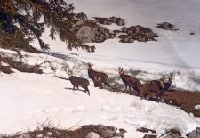 Journée Raquettes avec fondue Suisse en chalet privé